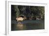 Rocky Mountain Bull Elk Bugling-Ken Archer-Framed Photographic Print