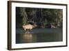 Rocky Mountain Bull Elk Bugling-Ken Archer-Framed Photographic Print