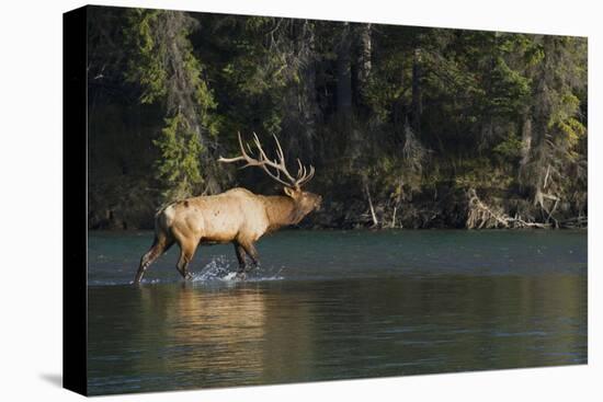 Rocky Mountain Bull Elk Bugling-Ken Archer-Stretched Canvas