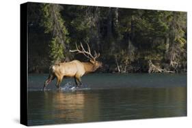 Rocky Mountain Bull Elk Bugling-Ken Archer-Stretched Canvas