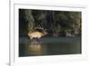 Rocky Mountain Bull Elk Bugling-Ken Archer-Framed Photographic Print