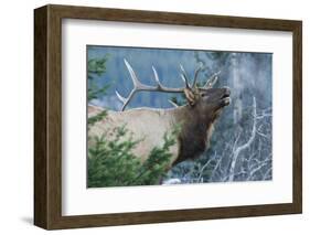 Rocky Mountain Bull Elk Bugling-Ken Archer-Framed Photographic Print