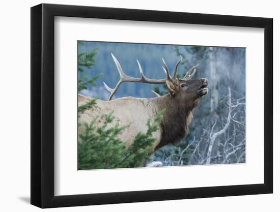 Rocky Mountain Bull Elk Bugling-Ken Archer-Framed Photographic Print