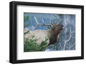 Rocky Mountain Bull Elk Bugling-Ken Archer-Framed Photographic Print