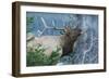 Rocky Mountain Bull Elk Bugling-Ken Archer-Framed Photographic Print