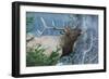 Rocky Mountain Bull Elk Bugling-Ken Archer-Framed Photographic Print