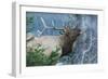 Rocky Mountain Bull Elk Bugling-Ken Archer-Framed Photographic Print