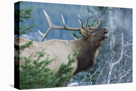 Rocky Mountain Bull Elk Bugling-Ken Archer-Stretched Canvas