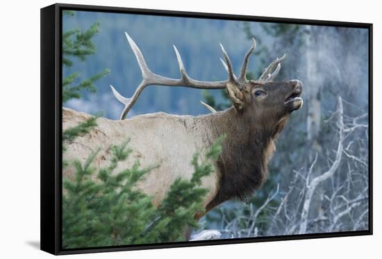 Rocky Mountain Bull Elk Bugling-Ken Archer-Framed Stretched Canvas
