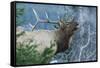 Rocky Mountain Bull Elk Bugling-Ken Archer-Framed Stretched Canvas