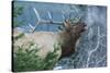 Rocky Mountain Bull Elk Bugling-Ken Archer-Stretched Canvas