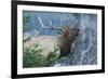 Rocky Mountain Bull Elk Bugling-Ken Archer-Framed Photographic Print