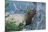Rocky Mountain Bull Elk Bugling-Ken Archer-Mounted Photographic Print
