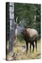 Rocky Mountain Bull Elk bugling-Ken Archer-Stretched Canvas