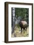 Rocky Mountain Bull Elk bugling-Ken Archer-Framed Photographic Print