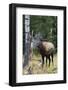 Rocky Mountain Bull Elk bugling-Ken Archer-Framed Photographic Print