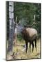 Rocky Mountain Bull Elk bugling-Ken Archer-Mounted Photographic Print