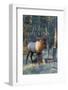 Rocky Mountain bull elk bugling-Ken Archer-Framed Photographic Print