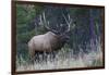 Rocky Mountain bull elk bugling-Ken Archer-Framed Photographic Print