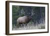 Rocky Mountain bull elk bugling-Ken Archer-Framed Photographic Print