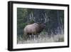 Rocky Mountain bull elk bugling-Ken Archer-Framed Photographic Print