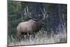 Rocky Mountain bull elk bugling-Ken Archer-Mounted Photographic Print