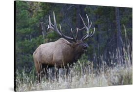 Rocky Mountain bull elk bugling-Ken Archer-Stretched Canvas