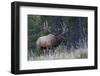 Rocky Mountain bull elk bugling-Ken Archer-Framed Photographic Print