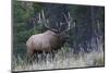 Rocky Mountain bull elk bugling-Ken Archer-Mounted Photographic Print