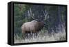 Rocky Mountain bull elk bugling-Ken Archer-Framed Stretched Canvas