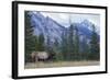 Rocky Mountain bull elk bugling.-Ken Archer-Framed Photographic Print