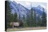 Rocky Mountain bull elk bugling.-Ken Archer-Stretched Canvas