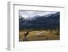 Rocky Mountain Bull Elk, Canadian Rockies-Ken Archer-Framed Photographic Print