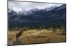 Rocky Mountain Bull Elk, Canadian Rockies-Ken Archer-Mounted Photographic Print