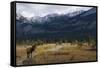 Rocky Mountain Bull Elk, Canadian Rockies-Ken Archer-Framed Stretched Canvas