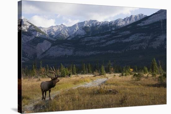 Rocky Mountain Bull Elk, Canadian Rockies-Ken Archer-Stretched Canvas