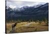 Rocky Mountain Bull Elk, Canadian Rockies-Ken Archer-Stretched Canvas