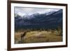 Rocky Mountain Bull Elk, Canadian Rockies-Ken Archer-Framed Photographic Print