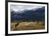 Rocky Mountain Bull Elk, Canadian Rockies-Ken Archer-Framed Photographic Print