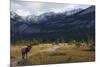 Rocky Mountain Bull Elk, Canadian Rockies-Ken Archer-Mounted Photographic Print