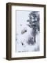 Rocky Mountain Bull Elk During Snowstorm-Ken Archer-Framed Photographic Print