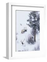 Rocky Mountain Bull Elk During Snowstorm-Ken Archer-Framed Photographic Print