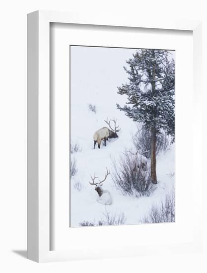 Rocky Mountain Bull Elk During Snowstorm-Ken Archer-Framed Photographic Print