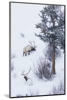 Rocky Mountain Bull Elk During Snowstorm-Ken Archer-Mounted Photographic Print