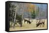 Rocky Mountain Bull Elk Foraging-Ken Archer-Framed Stretched Canvas