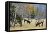 Rocky Mountain Bull Elk Foraging-Ken Archer-Framed Stretched Canvas