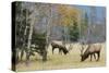 Rocky Mountain Bull Elk Foraging-Ken Archer-Stretched Canvas