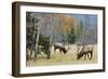 Rocky Mountain Bull Elk Foraging-Ken Archer-Framed Photographic Print