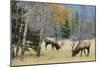 Rocky Mountain Bull Elk Foraging-Ken Archer-Mounted Photographic Print