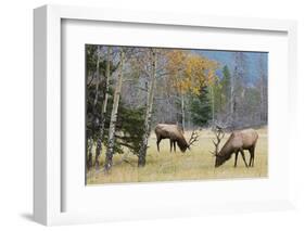 Rocky Mountain Bull Elk Foraging-Ken Archer-Framed Photographic Print